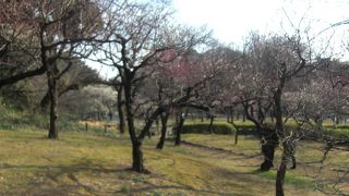 梅には少し早かった・静かな植物園♪