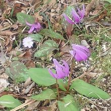 かわいらしいカタクリの花です。