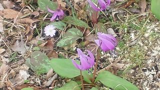 カタクリや水芭蕉の群落が見事です。