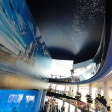 ギネス記録のある、水族館です！