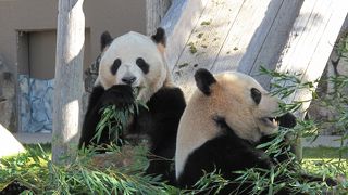 パンダもサファリも最高！大人も十分楽しめます