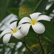 庭に咲いていたプルメリア。