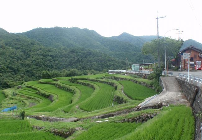 中山千枚田 クチコミ アクセス 営業時間 小豆島 フォートラベル