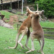 ワニやカンガルーの激しさは一流！