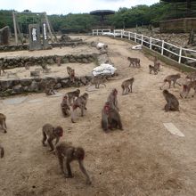 お猿さんがいっぱい