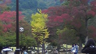 鹿がびっくりするくらい沢山いました。