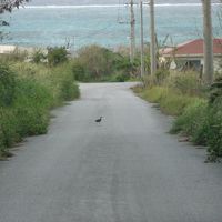 ホテルへの入口。シロハラクイナがお出迎え。