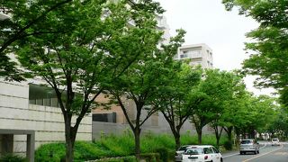 枚方市の花見スポットのひとつ、桜公園