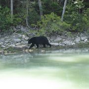 泳ぐクマをボートから観察★クマがたくさん★Blue riverでリバー・サファリ