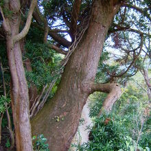 杉の古木、樹齢１００年