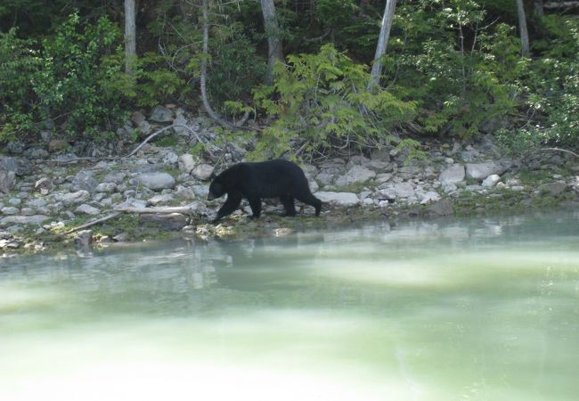 泳ぐクマをボートから観察★クマがたくさん★Blue riverでリバー・サファリ