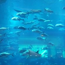 迫力の大水槽。