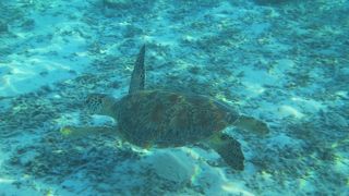 ウミガメさんに会える楽園ビーチです☆☆