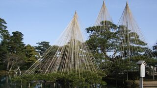冬の雪吊りは兼六園ならではの風物詩