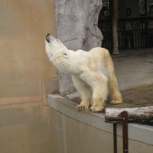 ずーっと動き回るシロクマさん。