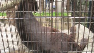 楽しいけど体力が必要な動物園。