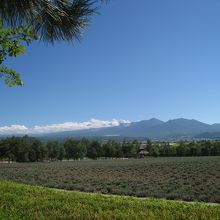 一応ラベンダー畑。草だけど。