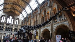 恐竜見物　ティラノサウルスは行列