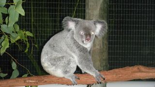 コアラが元気
