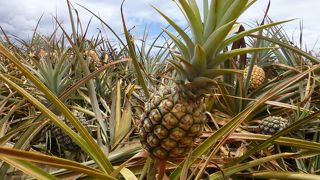 パイナップル三昧