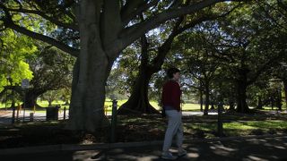 大木につぐ大木