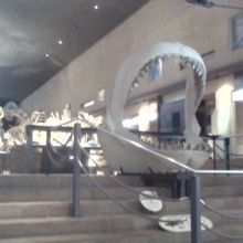 カルカロドン・メガロドンのあご