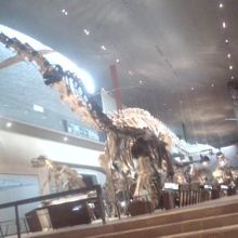 恐竜の標本