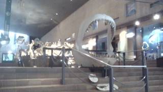 ４６億年前に遡る