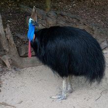 ヒクイ鳥　目当てに　行きました