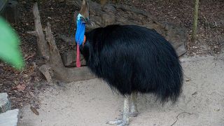 珍しい鳥が　いっぱい