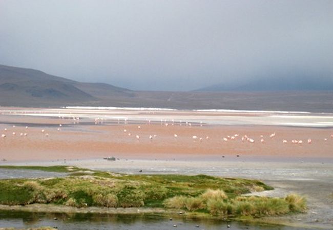 フラミンゴで紅色に染まる 湖も素敵だけど、雨季の砂漠もとっても幻想的。