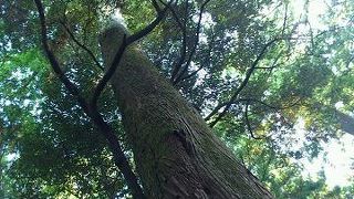 パワースポットでパワーを感じる