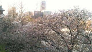 高台からの桜