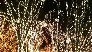 定禅寺通りが鮮やかに！