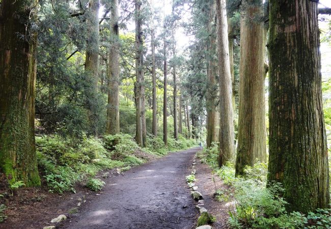 箱根旧街道杉並木