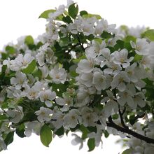 駐車場から池に行く間に咲いていました。