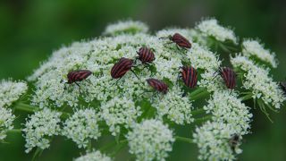 草花が咲き始めた花畑