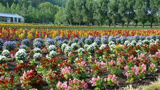 ラベンダーには早すぎた！