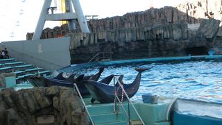 イルカショーが良かった