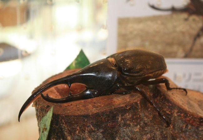 石川県ふれあい昆虫館 クチコミ アクセス 営業時間 松任 鶴来 フォートラベル 石川県ふれあい昆虫館 クチコミ アクセス 営業時間 松任 鶴来 フォートラベル