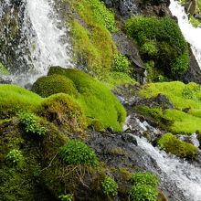 苔が綺麗でしょう！