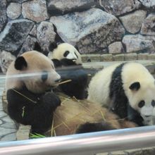 去年はこんな感じで親子パンダが見られました