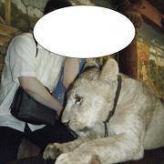 ライオンに触れる動物園