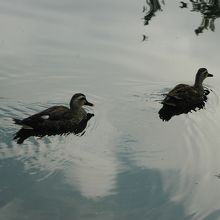 鴨たちが泳いでいます。