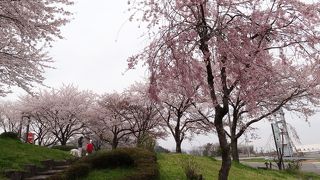 桜が奇麗でした☆