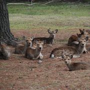 近鉄の駅を降りるとすぐの緑・奈良公園