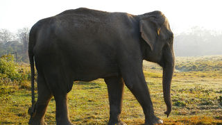富士サファリパークじゃないよ