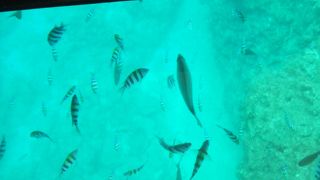 グラスボートが楽しめる