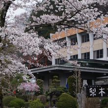 本館と桜