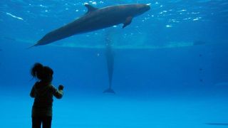 イルカショーがおすすめです